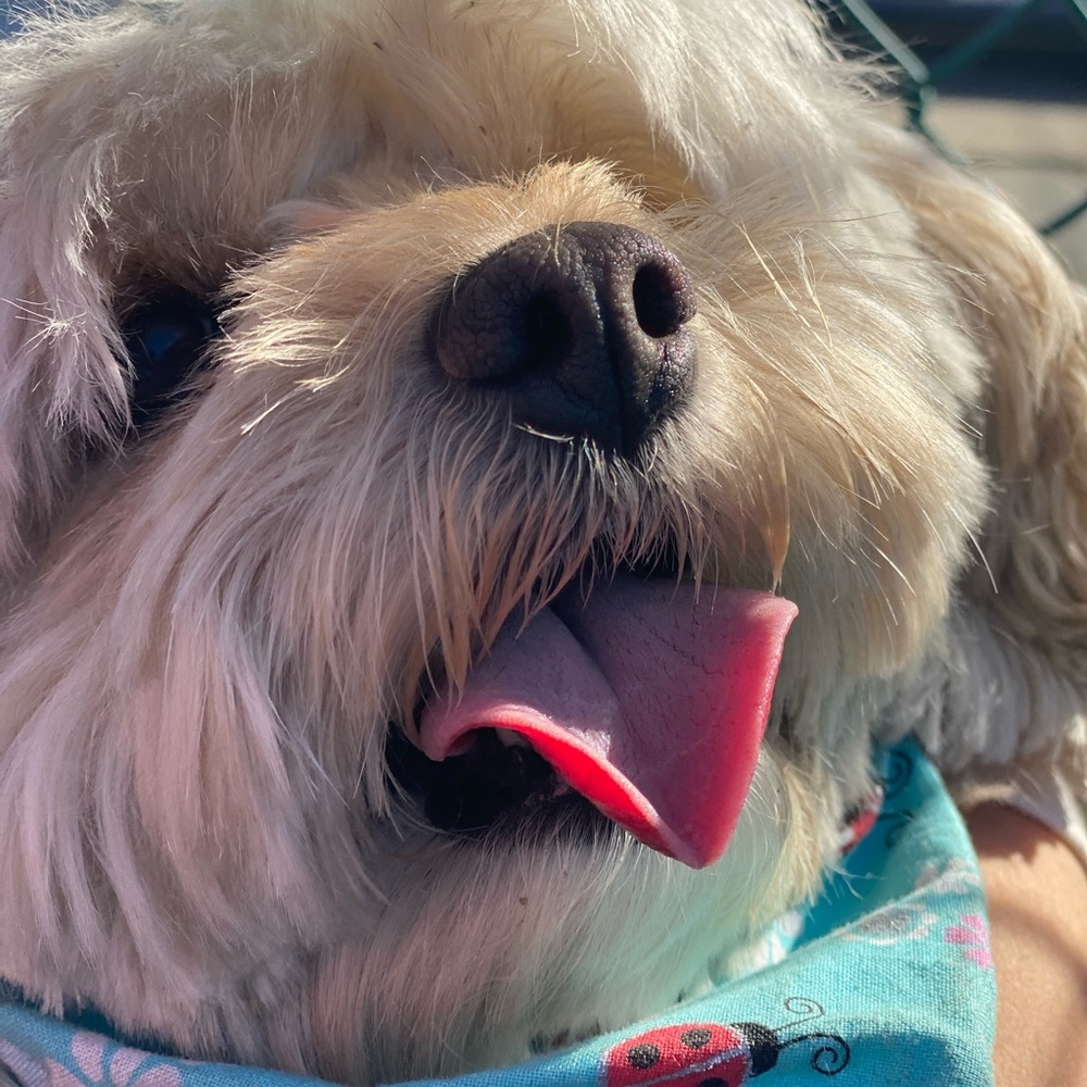 Meet your Posher, Lyks